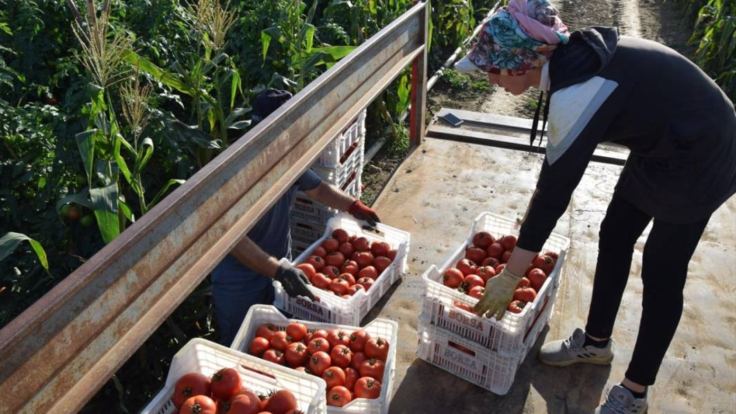 10 köydeki 2500 dekara ekildi tarlada kilosu 15 TL'den satılıyor. Köylü bayram ediyor şafak vakti topluyor - Resim: 6